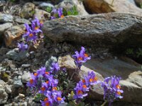 Linaria alpina 35, Saxifraga-Ed Stikvoort