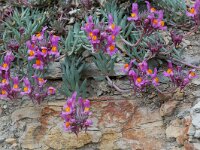 Linaria alpina 4, Saxifraga-Willem van Kruijsbergen