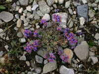 Linaria alpina 40, Saxifraga-Dirk Hilbers