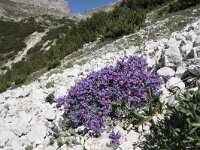 Linaria alpina 41, Saxifraga-Willem van Kruijsbergen