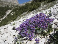 Linaria alpina 42, Saxifraga-Willem van Kruijsbergen