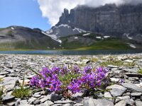 Linaria alpina 43, Saxifraga-Simone van Velzen