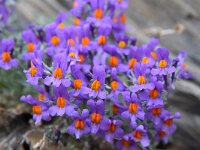 Linaria alpina 44, Saxifraga-Simone van Velzen
