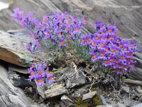 Linaria alpina 45, Saxifraga-Simone van Velzen