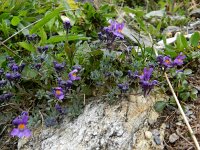 Linaria alpina 46, Saxifraga-Rutger Barendse