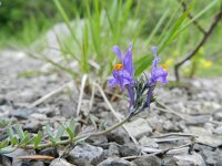 Linaria alpina 47, Saxifraga-Rutger Barendse
