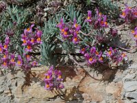 Linaria alpina 5, Saxifraga-Willem van Kruijsbergen
