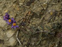 Linaria alpina 6, Saxifraga-Marijke Verhagen