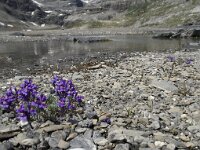 Linaria alpina 7, Saxifraga-Willem van Kruijsbergen