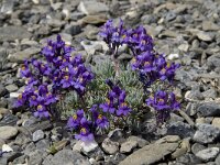 Linaria alpina 8, Saxifraga-Willem van Kruijsbergen