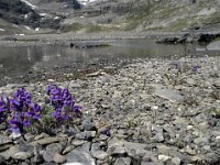 Linaria alpina 9, Saxifraga-Willem van Kruijsbergen
