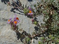 Linaria alpina ssp alpina 21, Saxifraga-Jan van der Straaten