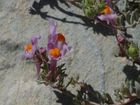 Linaria alpina ssp alpina 23, Saxifraga-Jan van der Straaten