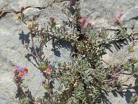 Linaria alpina ssp alpina 24, Saxifraga-Jan van der Straaten