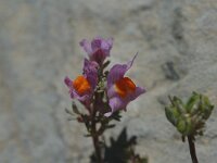 Linaria alpina ssp alpina 25, Saxifraga-Marijke Verhagen