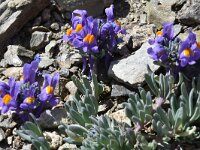 Linaria alpina ssp alpina 48, Saxifraga-Harry Jans