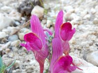 Linaria amoi 2, Saxifraga-Ed Stikvoort