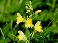 Linaria dalmatica 4, Dalmatiebekje, Saxifraga-Sonja Bouwman  974. Dalmatiebekje - Linaria dalmatica - Plantaginaceae familie (zw)