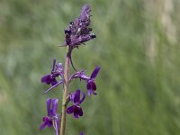Linaria elegans 5, Saxifraga-Willem van Kruijsbergen