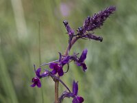 Linaria elegans 6, Saxifraga-Willem van Kruijsbergen