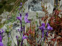 Linaria faucicola 4, Saxifraga-Ed Stikvoort : ZW van Cordiñanes de Valdeón s9900