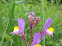 Linaria maroccana 2, Saxifraga-Rutger Barendse