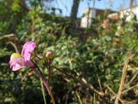 Linaria maroccana 4, Saxifraga-Rutger Barendse