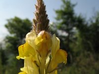 Linaria multicaulis 1, Saxifraga-Rutger Barendse