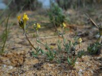 Linaria munbyana 2, Saxifraga-Ed Stikvoort