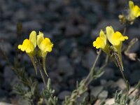 Linaria oblongifolia 2, Saxifraga-Jan van der Straaten