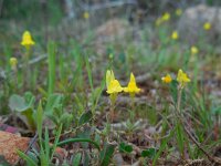 Linaria oblongifolia ssp haenseleri 8, Saxifraga-Ed Stikvoort