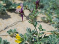 Linaria pedunculata 3, Saxifraga-Ed Stikvoort