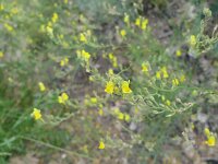 Linaria pedunculata 4, Saxifraga-Michiel Drok