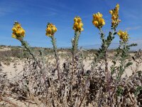 Linaria polygalifolia ssp lamarckii 2, Saxifraga-Ed Stikvoort : Ilha Deserta