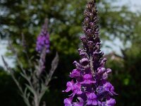 Linaria purpurea 5, Walstroleeuwenbek, Saxifraga-Ed Stikvoort
