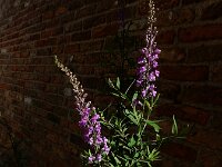 Linaria purpurea 9, Walstroleeuwenbek, Saxifraga-Ed Stikvoort
