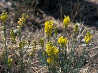 Linaria pyrenaica 1, Saxifraga-Jan van der Straaten