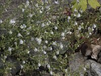 Linaria repens 11, Gestreepte leeuwenbek, Saxifraga-Willem van Kruijsbergen