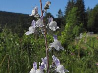 Linaria repens 23, Gestreepte leeuwenbek, Saxifraga-Ed Stikvoort : Col du Béal en omgeving richting Chamazel