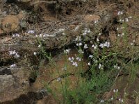 Linaria repens 27, Gestreepte leeuwenbek, Saxifraga-Ed Stikvoort : rondom Pont Neuf en Chalmazel