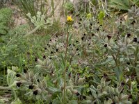 Linaria simplex 2, Ranke leeuwenbek, Saxifraga-Ed Stikvoort : Jerevan - Garni s9900