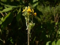 Linaria simplex 6, Ranke leeuwenbek, Saxifraga-Ed Stikvoort : Dilijan - Vanadzor - Margahovit - Haghpat s9900
