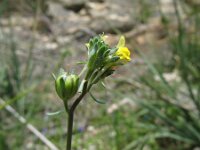 Linaria simplex 7, Ranke leeuwenbek, Saxifraga-Rutger Barendse