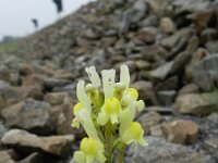 Linaria supina 10, Saxifraga-Rutger Barendse