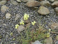 Linaria supina 11, Saxifraga-Rutger Barendse