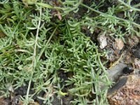 Linaria supina 13, Saxifraga-Rutger Barendse
