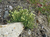 Linaria supina 14, Saxifraga-Rutger Barendse