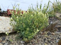 Linaria supina 15, Saxifraga-Rutger Barendse