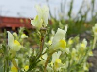 Linaria supina 16, Saxifraga-Rutger Barendse