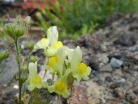 Linaria supina 17, Saxifraga-Rutger Barendse